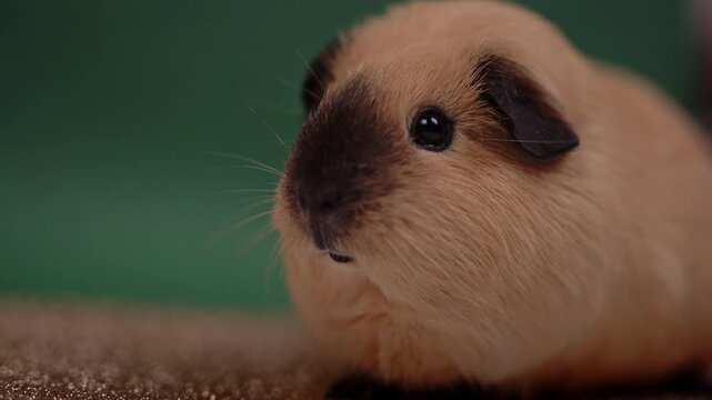 Beige Guinea Pig Resting on a Brown Rug with Green Copy Space