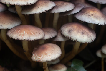 Fungi in the woods at Lerryn Cornwall  © Tim