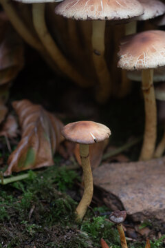 Macro image of Fungi in the woods at Lerryn Cornwall 