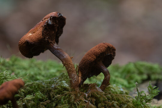 Macro image of Fungi in the woods at Lerryn Cornwall 