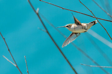 Fototapeta premium Juvenile Ruby-throated Hummingbird in Flight