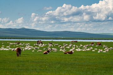 Cows and sheep grazing on the lush green Hulunbuir grassland under a cloudy blue sky. © 程 浩