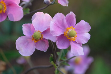 Naklejka premium Dark pink Anemone hupehensis ‘Hadspen Abundance’, Japanese windflower in flower.