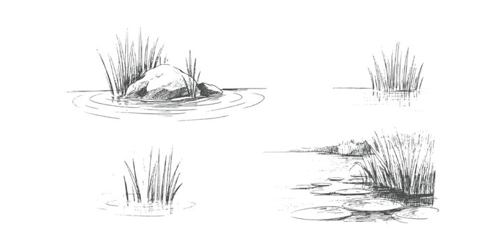 Vintage hand drawn wetland pond scenes with reeds, tall grass, and stone in engraving style background vector illustration.