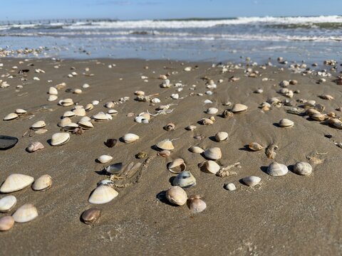 Shells on the beach