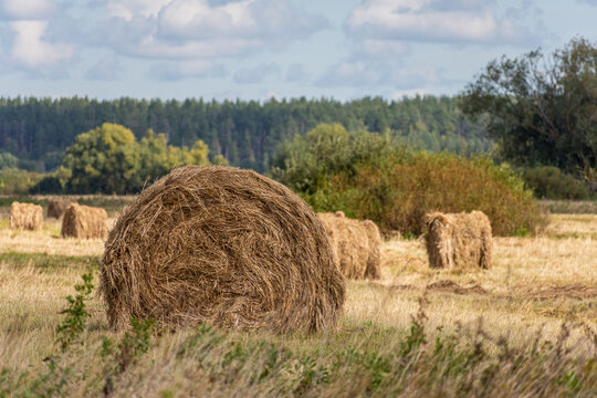 Large round hay bale in a harvested field with forest beyond. Haymaking and crop harvest. Agriculture, livestock feed and rural farming. Countryside landscape in autumn.