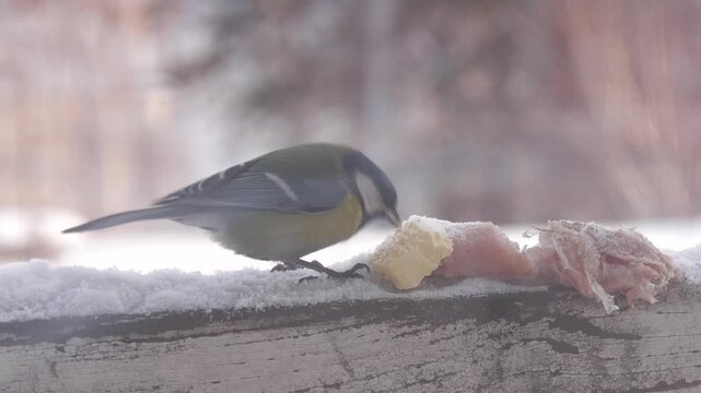The little tit bird eats lard and butter.