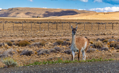Fototapeta premium Curious wild guanaco standing near the roadside in vast Patagonian steppe looking at camera in Argentina