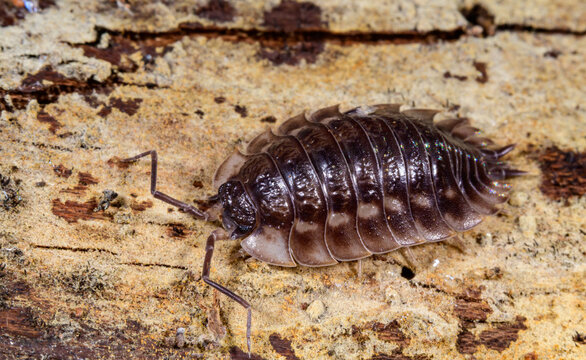 New Jersey, USA. Common Shiny Woodlouse (Oniscus asellus), which is characterized by its broad, oval shape, glossy surface