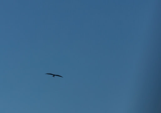 Oiseau aigle rapace de Corse