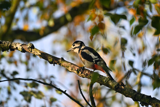 Middle Spotted Woodpecker Perched on a Birch Branch