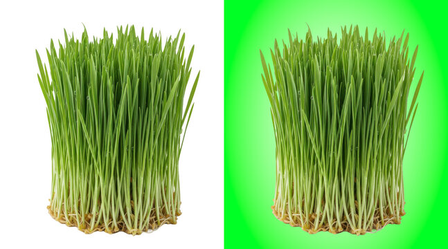 A dense bunch of fresh green wheatgrass sprouts isolated on a white background, studio capture