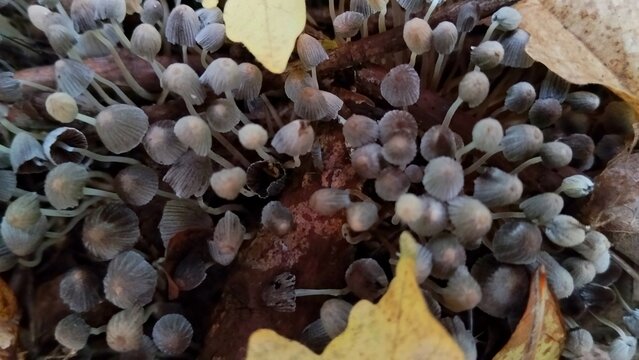 A dense cluster of tiny gray mushrooms and fungus sprouting from decaying wood amid autumn leaves, showing damp woodland texture, seasonal decomposition and delicate forms in a close-up nature study.