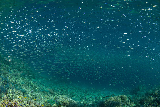 A huge school of silversides swarms over a coral reef near Halmahera, Indonesia. This region harbors the greatest marine biodiversity on Earth and is a destination for divers and snorkelers.