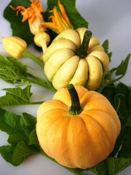 A close-up shot of two small pumpkins, one orange and one pale yellow, with green leaves and a squash blossom scattered around them.