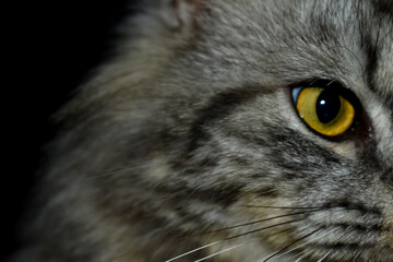 Cat eye close-up, golden yellow eye on dark background © Muzammil