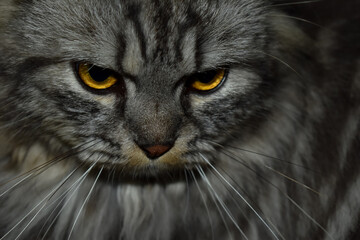Gray tabby cat with golden eyes staring intensely at camera © Muzammil