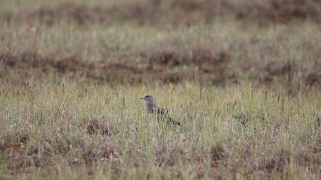 Long-tailed jaeger chick on the grass (close-up)