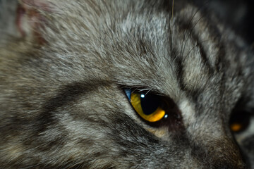 Half face of tabby cat with golden eye, macro fur texture © Muzammil