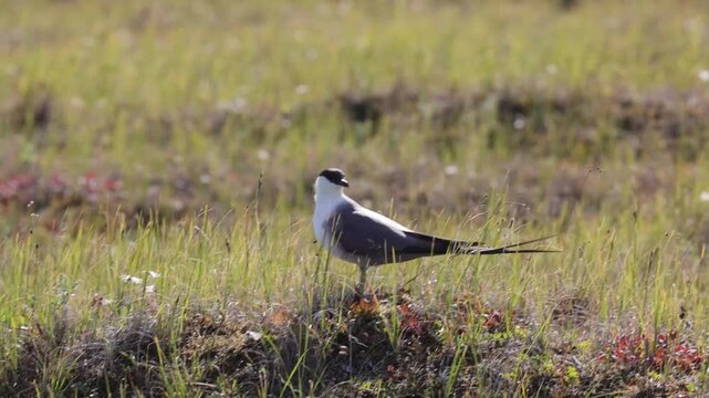 Long-tailed jaeger bird sitting on the grass close up