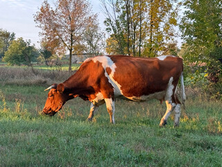Dairy cow grazing on farm meadow. © OLENA LIALINA