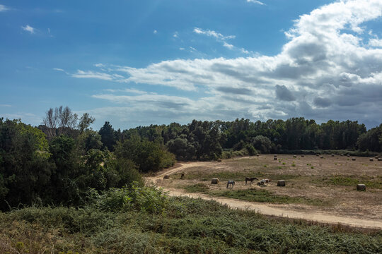 Chevaux en passant sur la route de la mer &agrave; Ghisonaccia