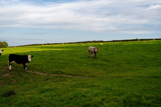 Cows on the countryside on green grass in United Kingdom
