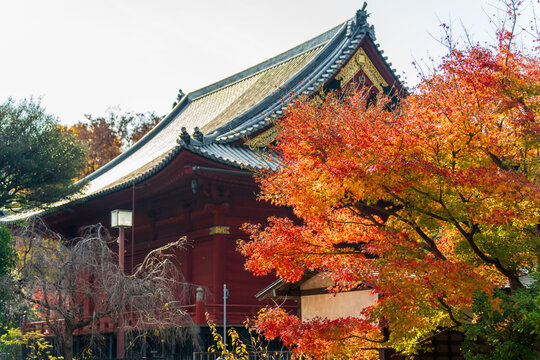 Kiyomizu Kannon-do temple historic architecture with vibrant red maple leaves in autumn at Ueno Park. Taito, Tokyo, Japan.