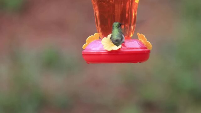 Ruby-throated Hummingbird feeding at a feeder (Archilochus colubris)