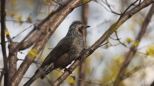 Brown-eared bulbul (Hypsipetes amaurotis, jikbakguri) perched on a branch among yellow cornelian cherry blossoms in Seoul, South Korea, wild bird in a city park, sunny day, birdwatching in South Korea