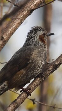 Brown-eared bulbul (Hypsipetes amaurotis, jikbakguri) perched on a branch among yellow cornelian cherry blossoms in Seoul, South Korea, wild bird in a city park, sunny day, birdwatching in South Korea