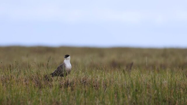 Long-tailed jaeger bird sitting on the grass close up