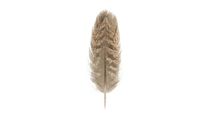 Single brown patterned bird feather isolated on a clean white background for design projects © Varvara