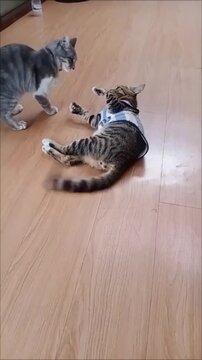 Two cute tabby cats wrestling playfully on floor.
Two adorable tabby cats playfully wrestling and fighting on wooden floor indoors. One cat wearing blue and white striped shirt. Cute funny pets playin