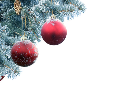 A beautifully decorated Christmas  snow-covered fir branch with traditional red baubles, isolated on a transparent background.
