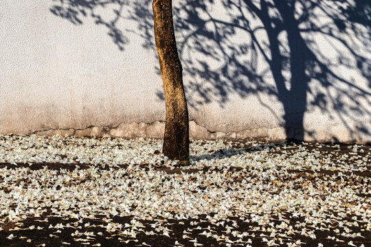 Fallen petals from a white ip&ecirc; tree carpet the ground around its trunk, under dramatic branch shadows cast on a cracked white wall in a spring day.