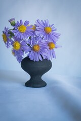Purple prairie aster in vase  Aster Amellus © ramona georgescu