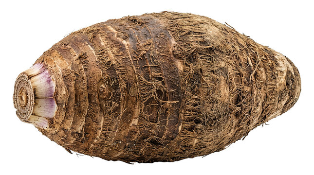 Close-up of organic taro root with textured skin on white background