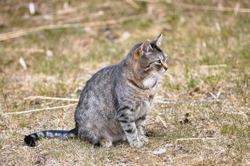 cat in the garden © Tomasz