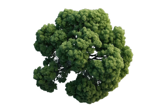 Irregular round green tree crown seen from overhead