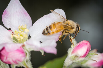 Close up of Apis mellifera or Western Honey Bee collecting pollen and nectar from apple blossoms © Nathan McClunie