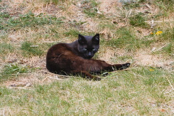 cat on the ground © Tomasz