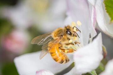 Close up of Apis mellifera or Western Honey Bee collecting pollen and nectar from apple blossoms © Nathan McClunie