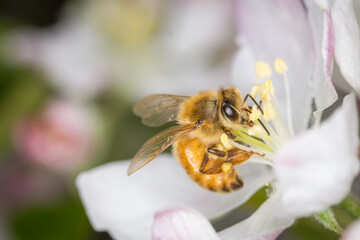 Close up of Apis mellifera or Western Honey Bee collecting pollen and nectar from apple blossoms © Nathan McClunie