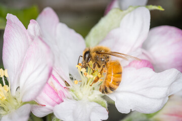 Close up of Apis mellifera or Western Honey Bee collecting pollen and nectar from apple blossoms © Nathan McClunie