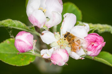 Close up of Apis mellifera or Western Honey Bee collecting pollen and nectar from apple blossoms © Nathan McClunie