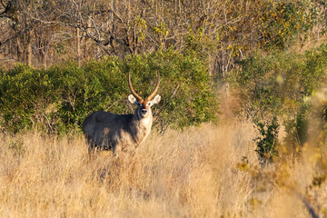 Male Waterbuck Standing in Golden Grass Timbavati © A_Vigilante