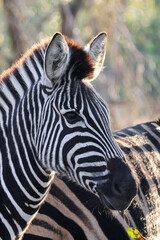 Plains Zebra Head Portrait With Backlit Stripes Timbavati © A_Vigilante
