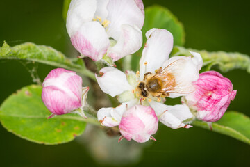 Close up of Apis mellifera or Western Honey Bee collecting pollen and nectar from apple blossoms © Nathan McClunie