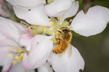 Close up of Apis mellifera or Western Honey Bee collecting pollen and nectar from apple blossoms © Nathan McClunie